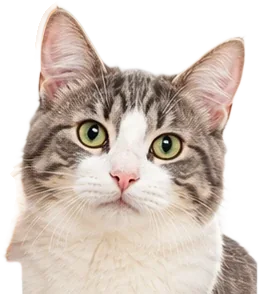 Gato atigrado
